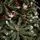 Christmas Tree With Pine Cones საახალწლო ნაძვის ხე გირჩებით 270 სმ, 8 image