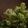 Kovalivian Christmas Tree Green With 100% Silicone PE 250 CM - ნაძვის ხე 100% სილიკონი, 5 image