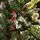 Diamant Green Christmas Tree With Mixed Silicone Needle And Red Viburnum Berries PE+ PVC 200CM - ნაძვის ხე შერეული სილიკონის წიწვებით და კენკრით, 14 image
