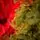 Alpine Star Christmas Tree Green 240 CM PE  საახალწლო ნაძვის ხე, 100% სილიკონი, 5 image