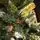 Diamant Green Christmas Tree With Mixed Silicone Needle And Red Viburnum Berries PE+ PVC 200CM - ნაძვის ხე შერეული სილიკონის წიწვებით და კენკრით, 7 image
