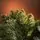 Lidia Green Christmas Tree PVC 200 CM - ნაძვის ხე, 4 image