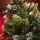 Diamant Green Christmas Tree With Mixed Silicone Needle And Red Viburnum Berries PE+ PVC 220CM - ნაძვის ხე შერეული სილიკონის წიწვებით და კენკრით, 9 image