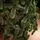 Lidiya Green Christmas Tree With Salad Tips PVC 250CM - ნაძვის ხე მწვანე ბოლოებით, 7 image