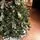 Diamant Green Christmas Tree With Mixed Silicone Needle And Red Viburnum Berries PE+ PVC 220CM - ნაძვის ხე შერეული სილიკონის წიწვებით და კენკრით, 7 image