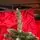 Diamant Green Christmas Tree With Mixed Silicone Needle And Red Viburnum Berries PE+ PVC 200CM - ნაძვის ხე შერეული სილიკონის წიწვებით და კენკრით, 4 image