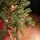 Premium Christmas Tree PE 220 CM ნაძვის ხე 100% სილიკონი, 6 image