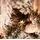 Angel Glow Christmas Tree 210 CM With Pine Cones And Lights, PE + PVC Snow-Covered ნაძვის ხე სილიკონის შერეული ტოტებით, გირჩით და განათებით, 11 image