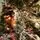 Snow-Covered Christmas Tree With Pine Cones 210 CM ნაძვის ხე დათოვლილი, შერეული სილიკონის ტოტებით და გირჩით, 11 image
