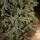 Christmas Tree საახალწლო ნაძვის ხე სილიკონის წიწვებით 240 CM (OT2329), 9 image