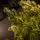 Alpine Star Christmas Tree Green 240 CM PE  საახალწლო ნაძვის ხე, 100% სილიკონი, 11 image