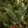 Premium Christmas Tree PE 220 CM ნაძვის ხე 100% სილიკონი, 14 image