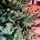 Christmas Tree PE+PVC 240 CM Green - ნაძვის ხე შერეული სილიკონის წიწვებით, 8 image