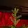 Grace Slim Christmas Tree PE 240CM 100 % Silicone Needle - ნაძვის ხე 100% სილიკონი, 3 image