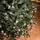 Christmas Tree With Pine Cones საახალწლო ნაძვის ხე გირჩებით 270 სმ, 7 image