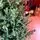 Christmas Tree PE+PVC 240 CM Green - ნაძვის ხე შერეული სილიკონის წიწვებით, 5 image