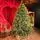 Holandiia Christmas Tree With Olive Tips PE 210 CM საახალწლო ნაძვის ხე, 100% სილიკონი