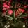 Diamant Green Christmas Tree With Mixed Silicone Needle And Red Viburnum Berries PE+ PVC 200CM - ნაძვის ხე შერეული სილიკონის წიწვებით და კენკრით, 16 image