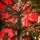 Lidiya Green Christmas Tree With White Tips PVC 250CM - ნაძვის ხე თეთრი ბოლოებით, 13 image
