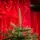 Alpine Christmas Tree PE 210 CM Green - საახალწლო ნაძვის ხე, 100 % სილიკონი, 3 image