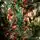 Christmas Tree With Pine Cones საახალწლო ნაძვის ხე გირჩებით 210  სმ, 13 image
