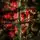 Lidia Green Christmas Tree With White Tips, Pine Cones And Berries PVC 220CM - ნაძვის ხე თეთრი ბოლოებით, გირჩით და კენკრით, 13 image