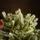 Scandinavian Christmas Tree PE 210 CM  With Blue Tips  საახალწლო ნაძვის ხე 100% სილიკონი, 4 image
