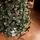 Lidiya Green Christmas Tree With White Tips PVC 250CM - ნაძვის ხე თეთრი ბოლოებით, 4 image