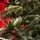 Diamant Green Christmas Tree With Mixed Silicone Needle And Red Viburnum Berries PE+ PVC 200CM - ნაძვის ხე შერეული სილიკონის წიწვებით და კენკრით, 10 image