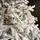 Viennese Snow-Covered Christmas Tree PE 250 CM  დათოვლილი ნაძვის ხე 100% სილიკონი, 4 image