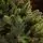 Premium Christmas Tree PE 220 CM ნაძვის ხე 100% სილიკონი, 5 image