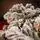 Pure Snow Christmas Tree With Lights 240 CM Snow-Covered ნაძვის ხე დათოვლილი ტოტებით და განათებით, 7 image