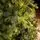 Holandiia Christmas Tree With Olive Tips PE 210 CM საახალწლო ნაძვის ხე, 100% სილიკონი, 5 image