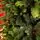 Carpathian Christmas Tree 210CM PVC + PE  Light Green Tips  ნაძვის ხე შერეული სილიკონის წიწვებით, 12 image