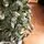 Crystal Christmas Tree 220 CM With Snow-Covered Branches And Berries ნაძვის ხე დათოვლილი ბოლოებით და კენკრით, 10 image