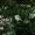 Christmas Tree With Snow-Covered Branches And Berries 180 CM ნაძვის ხე დათოვლილი ბოლოებით და კენკრით (OT2077), 11 image