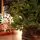 Christmas Tree Grace 100% Silicone Needle PE 250 CM - ნაძვის ხე 100% სილიკონის წიწვებით, 13 image