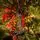 Alpine Star Christmas Tree Green 240 CM PE  საახალწლო ნაძვის ხე, 100% სილიკონი, 12 image