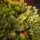 Holandiia Christmas Tree With Olive Tips PE 210 CM საახალწლო ნაძვის ხე, 100% სილიკონი, 12 image