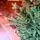 Christmas Tree PE+PVC 180 CM Green - ნაძვის ხე შერეული სილიკონის წიწვებით, 5 image