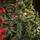 Lidia Green Christmas Tree PVC 200 CM - ნაძვის ხე, 10 image