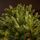 Christmas Tree Grace Slim 100 % Silicone Needle 240 CM - ნაძვის ხე 100% სილიკონი, 6 image