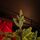 Christmas Tree Green 240 CM PE  საახალწლო ნაძვის ხე, 100% სილიკონი, 3 image