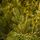 Christmas Tree Green 240 CM PE  საახალწლო ნაძვის ხე, 100% სილიკონი, 4 image