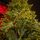 Christmas Tree Green 240 CM PE  საახალწლო ნაძვის ხე, 100% სილიკონი, 9 image