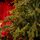 Christmas Tree Green 240 CM PE  საახალწლო ნაძვის ხე, 100% სილიკონი, 10 image