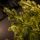 Christmas Tree Green 240 CM PE  საახალწლო ნაძვის ხე, 100% სილიკონი, 11 image