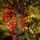 Christmas Tree Green 240 CM PE  საახალწლო ნაძვის ხე, 100% სილიკონი, 12 image
