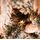 Christmas Tree 210 CM With Pine Cones And Lights, PE + PVC Snow-Covered ნაძვის ხე სილიკონის შერეული ტოტებით, გირჩით და განათებით, 11 image