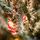 Christmas Tree 210 CM With Pine Cones And Lights, PE + PVC Snow-Covered ნაძვის ხე სილიკონის შერეული ტოტებით, გირჩით და განათებით, 9 image